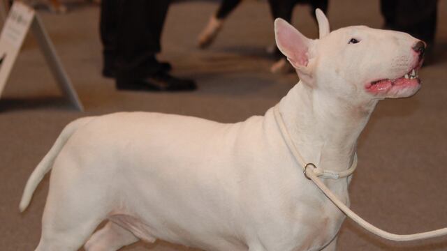 Bull Terrier