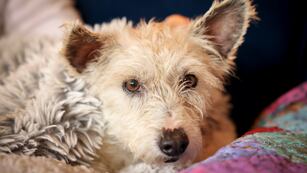 Scrim acostado bajo una manta tras ser capturado en Nueva Orleans, el martes 11 de febrero de 2025. (Sophia Germer/The New Orleans Advocate via AP)