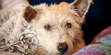 Scrim acostado bajo una manta tras ser capturado en Nueva Orleans, el martes 11 de febrero de 2025. (Sophia Germer/The New Orleans Advocate via AP)