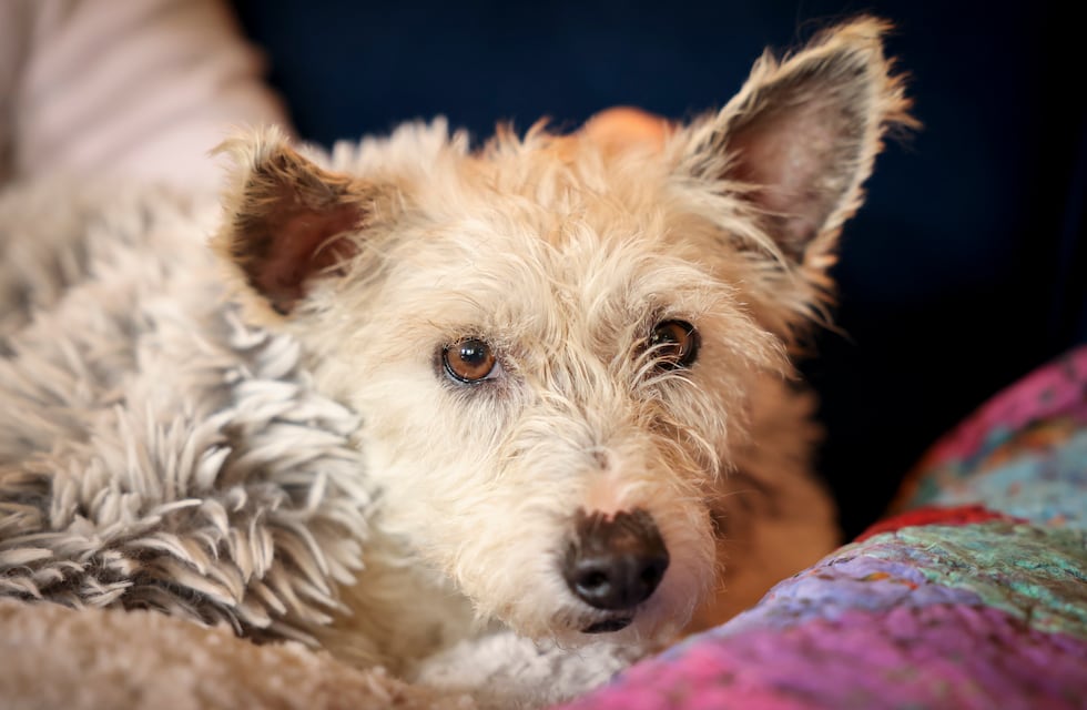 Tres Arroyos: Control canino por caso positivo de leptospirosis