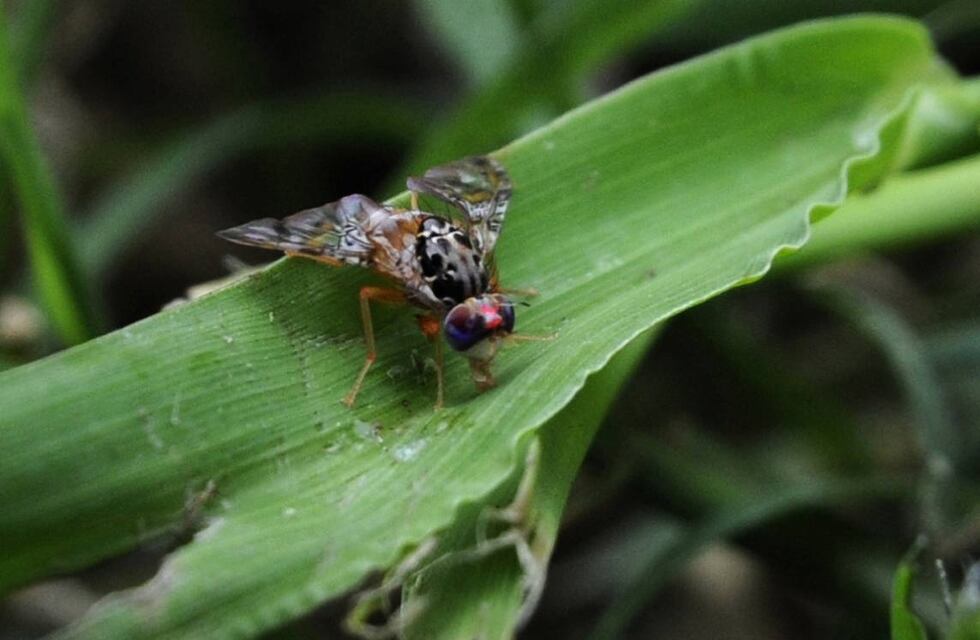El Senasa detectó ejemplares de la Mosca del Mediterráneo en San Rafael y lanzó un plan de contingencias