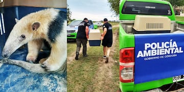 La Policía Ambiental rescató un oso melero en Bell Ville (Prensa Gobierno)