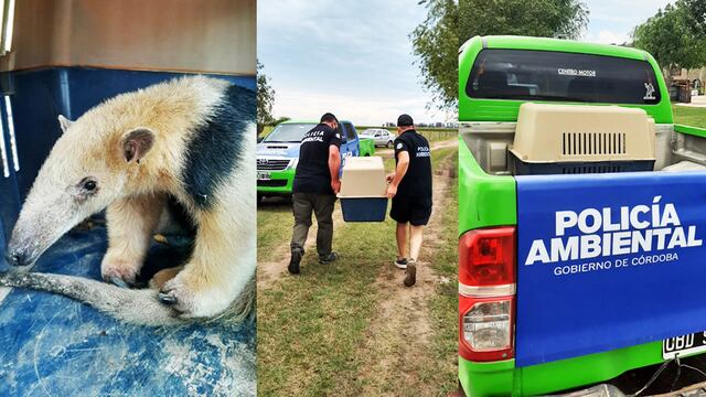 La Policía Ambiental rescató un oso melero en Bell Ville (Prensa Gobierno)