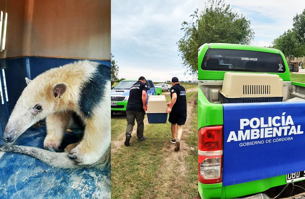 Especie en peligro de extinción: rescataron a un oso melero en Bell Ville