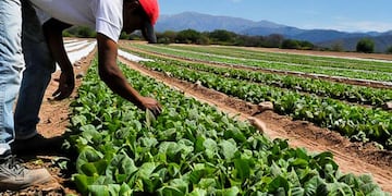Los tabacaleros recibirán fondos para terminar la cosecha.