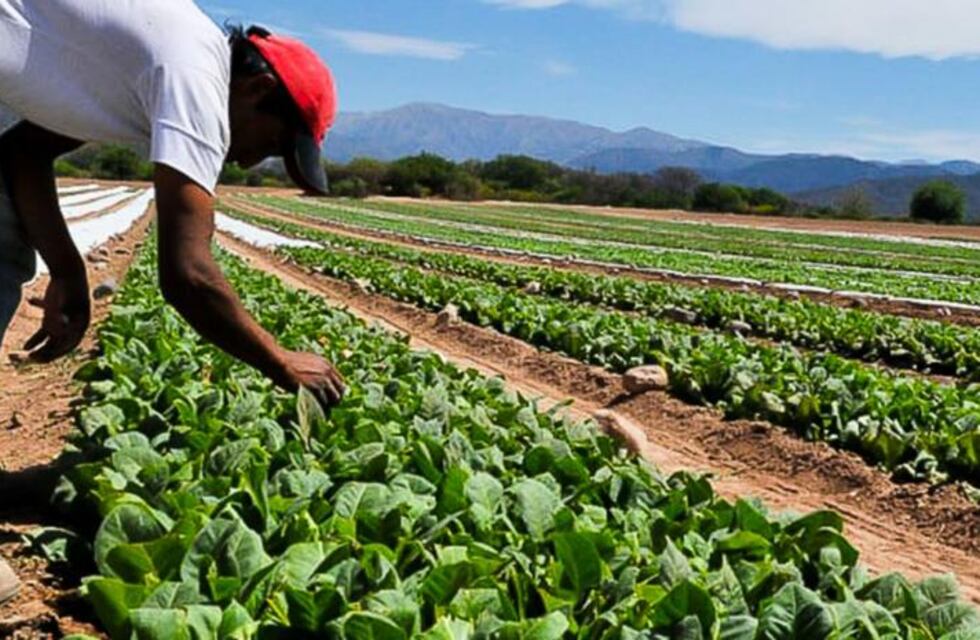 Pago a los tabacaleros en La Cocha