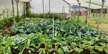 Cómo mantener resguardadas las plantas en invierno.