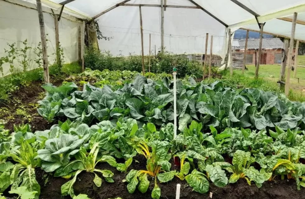 Cómo cuidar las plantas del frío durante el invierno en pocos pasos y de forma muy sencilla