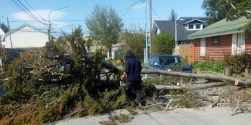 Caída de Arboles temporal de viento Ushuaia