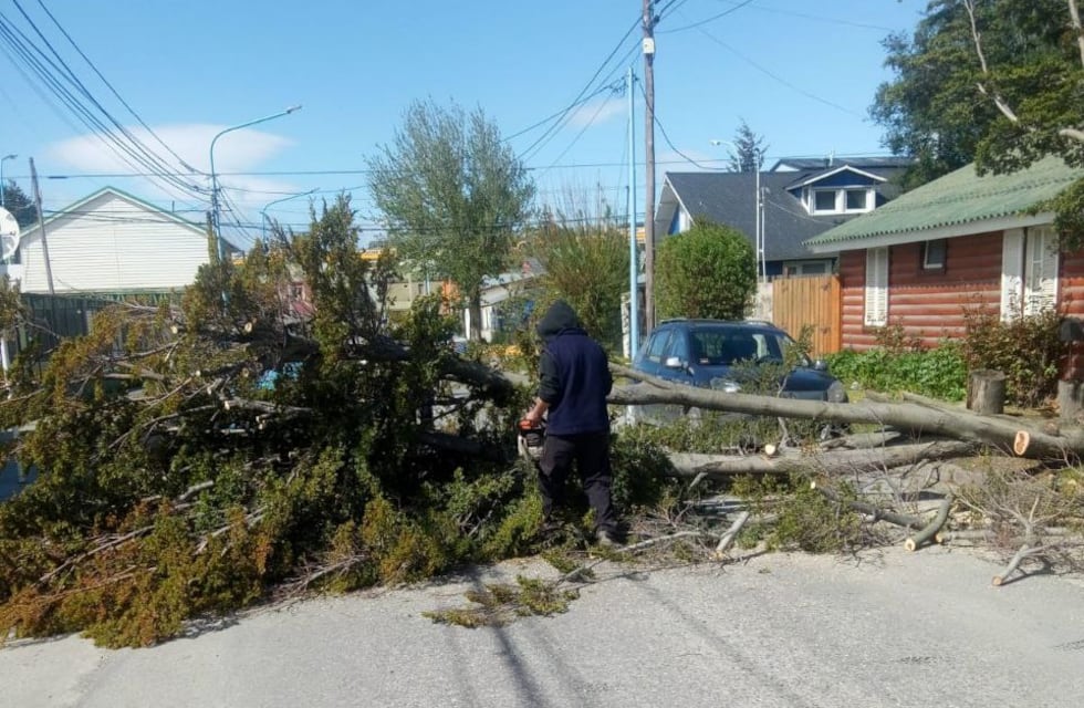 La Secretaría de Medio Ambiente atendió situaciones de arboles caídos durante el temporal de viento