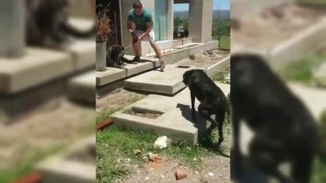 El feliz reencuentro de Toro y Chicle en su nueva casa luego de vivir años en las calles de Carlos Paz. (Foto: captura / video gentileza Lorena Calderón).