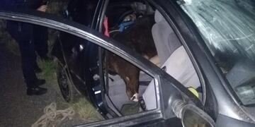 Animales faenados en un automóvil en San Luis.