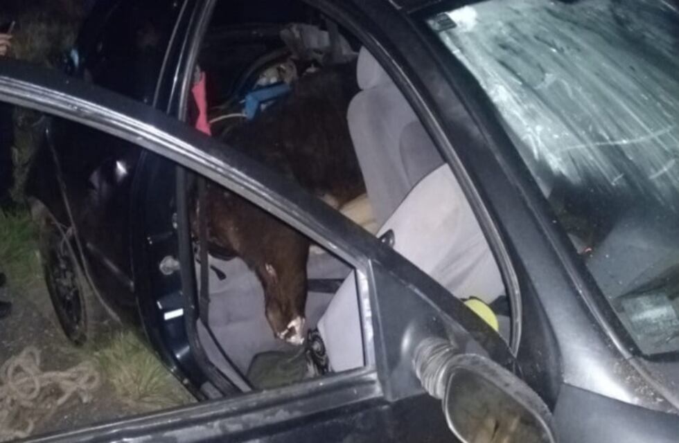 Intentaron evadir un control policial y les secuestraron el vehículo con animales vacunos faenados