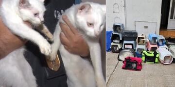 La mujer tenía más de 20 gatos acumulados en la casa.