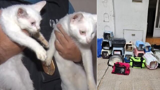 La mujer tenía más de 20 gatos acumulados en la casa.
