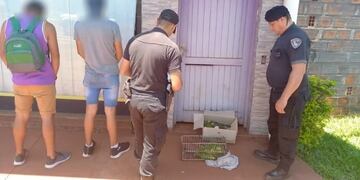 Liberaron a 28 cotorras que estaban siendo comercializadas en Montecarlo.