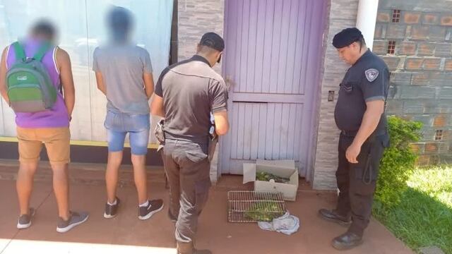 Liberaron a 28 cotorras que estaban siendo comercializadas en Montecarlo.