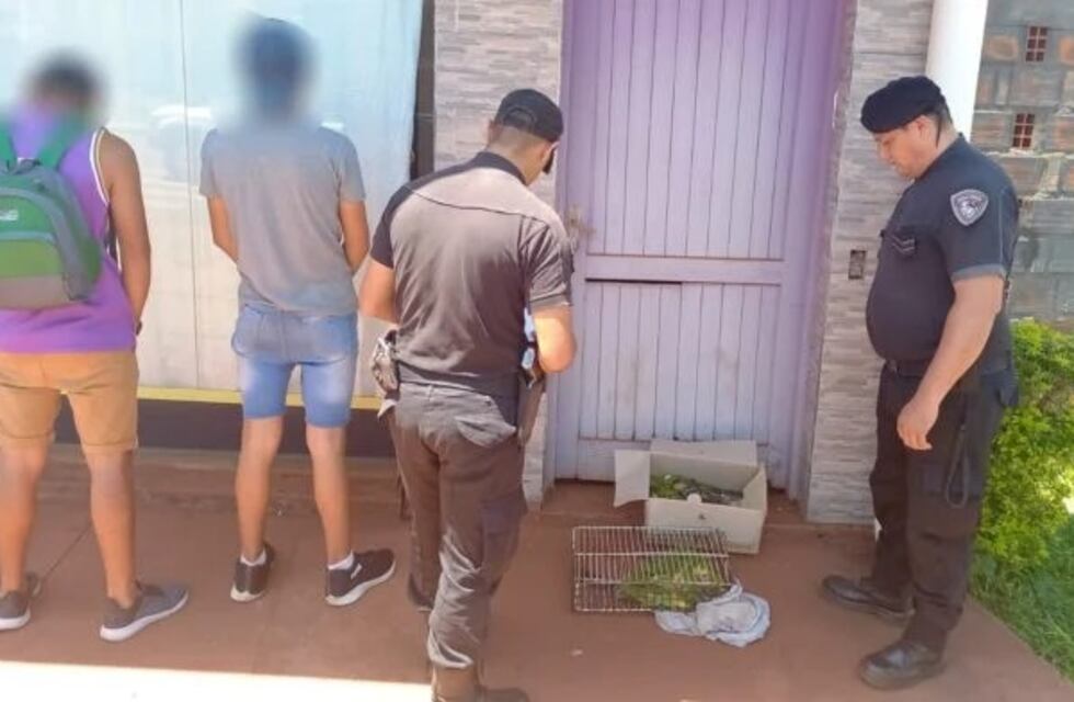 Liberaron a 28 cotorras que estaban siendo comercializadas en Montecarlo