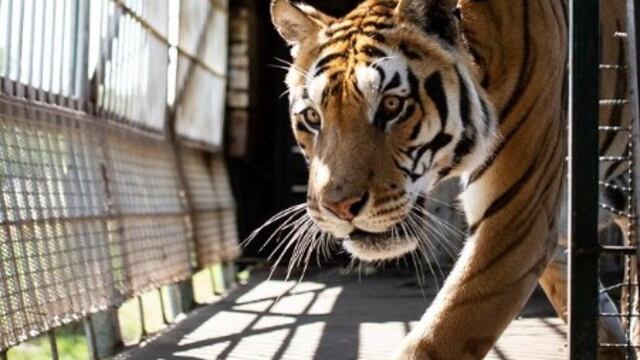 Los "Tigres del tren" de San Luis serán trasladados a un santuario en Sudáfrica.