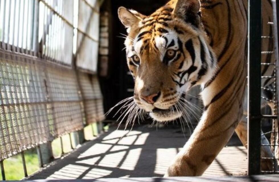 Ultiman detalles para el traslado de los tigres de San Luis