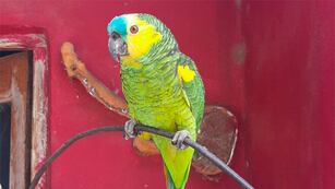 Se viralizó un loro con tonada cordobesa. (Foto: ilustrativa)