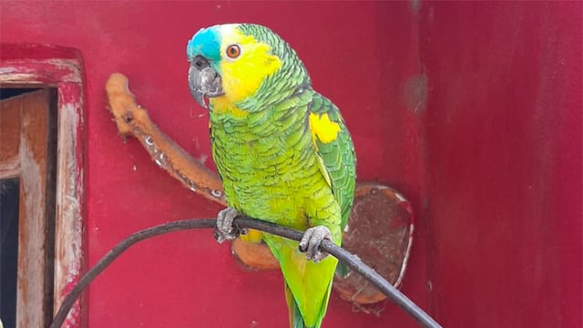 Se viralizó un loro con tonada cordobesa. (Foto: ilustrativa)
