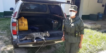 Rescataron un ocelote herido en el norte de Salta