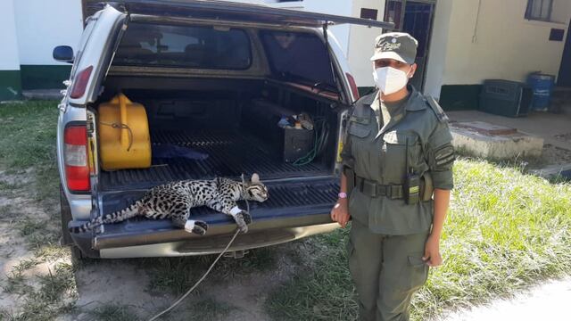 Rescataron un ocelote herido en el norte de Salta
