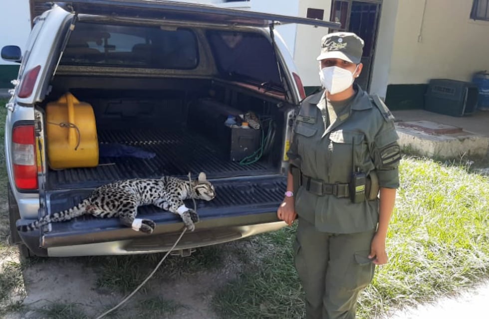 Rescataron un ocelote herido en el norte de Salta