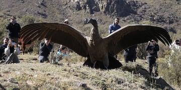 Cóndor, el ave venerada en Mendoza y toda la cordillera de los Andes.