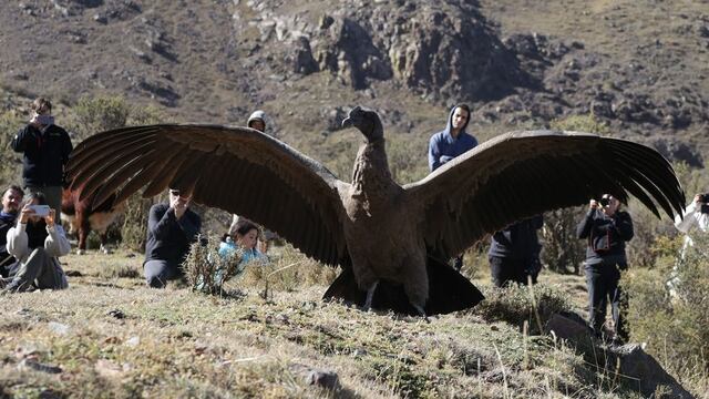Cóndor, el ave venerada en Mendoza y toda la cordillera de los Andes.