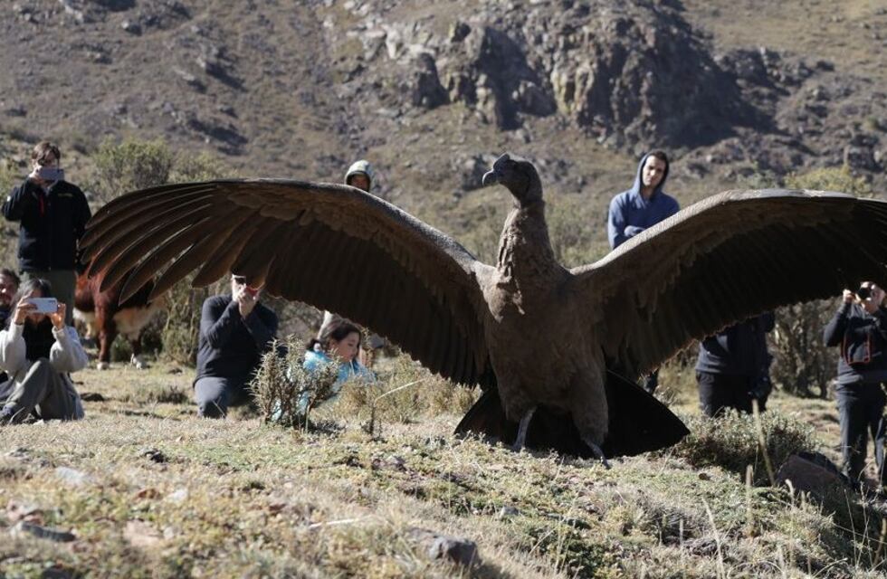 Día Nacional de las Aves: Mendoza y su reconocimiento al Cóndor