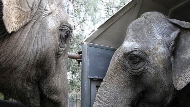 Las elefantas Pocha y Guillermina están próximas a llegar al santuario en Brasil.