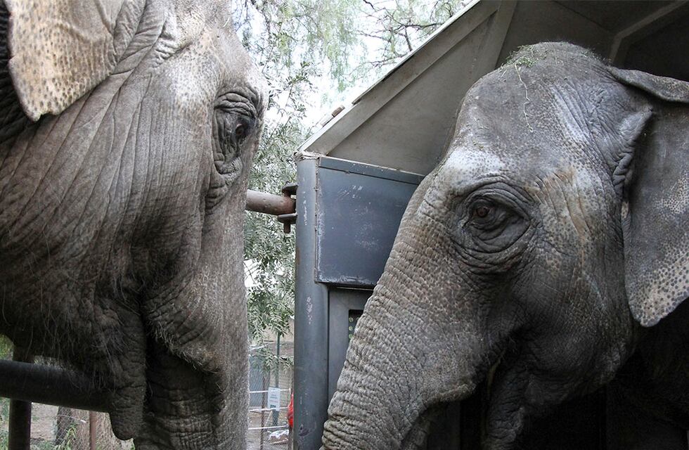Después de dos años Pocha y Guillermina emprendieron el viaje al santuario en Brasil
