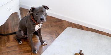 Recolectó las heces de su mascota, pero ocurrió algo inesperado.