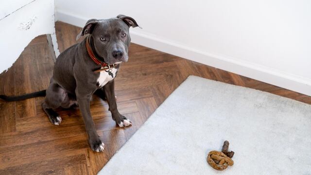 Recolectó las heces de su mascota, pero ocurrió algo inesperado.