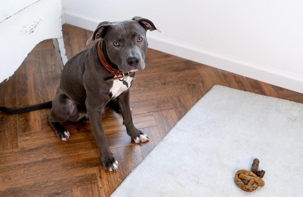 Juntó las heces de su mascota, le ocurrió algo inesperado y se hizo viral en Córdoba