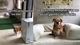 Antonio, el perrito callejero que conmovió a Instagram con su emotiva historia.