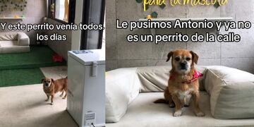 Antonio, el perrito callejero que conmovió a Instagram con su emotiva historia.