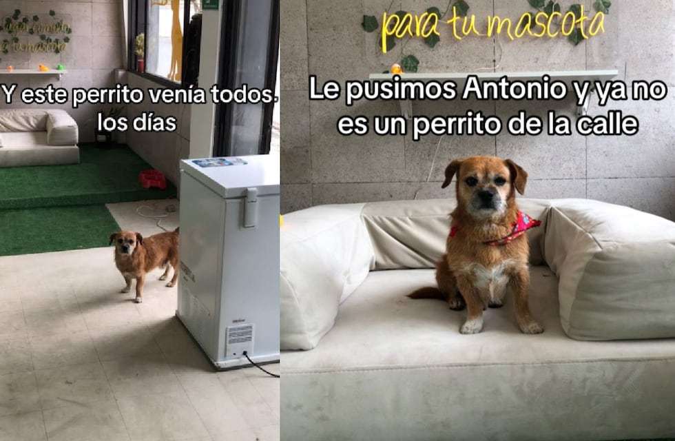 Antonio, el perrito callejero que conmovió a Instagram con su emotiva historia