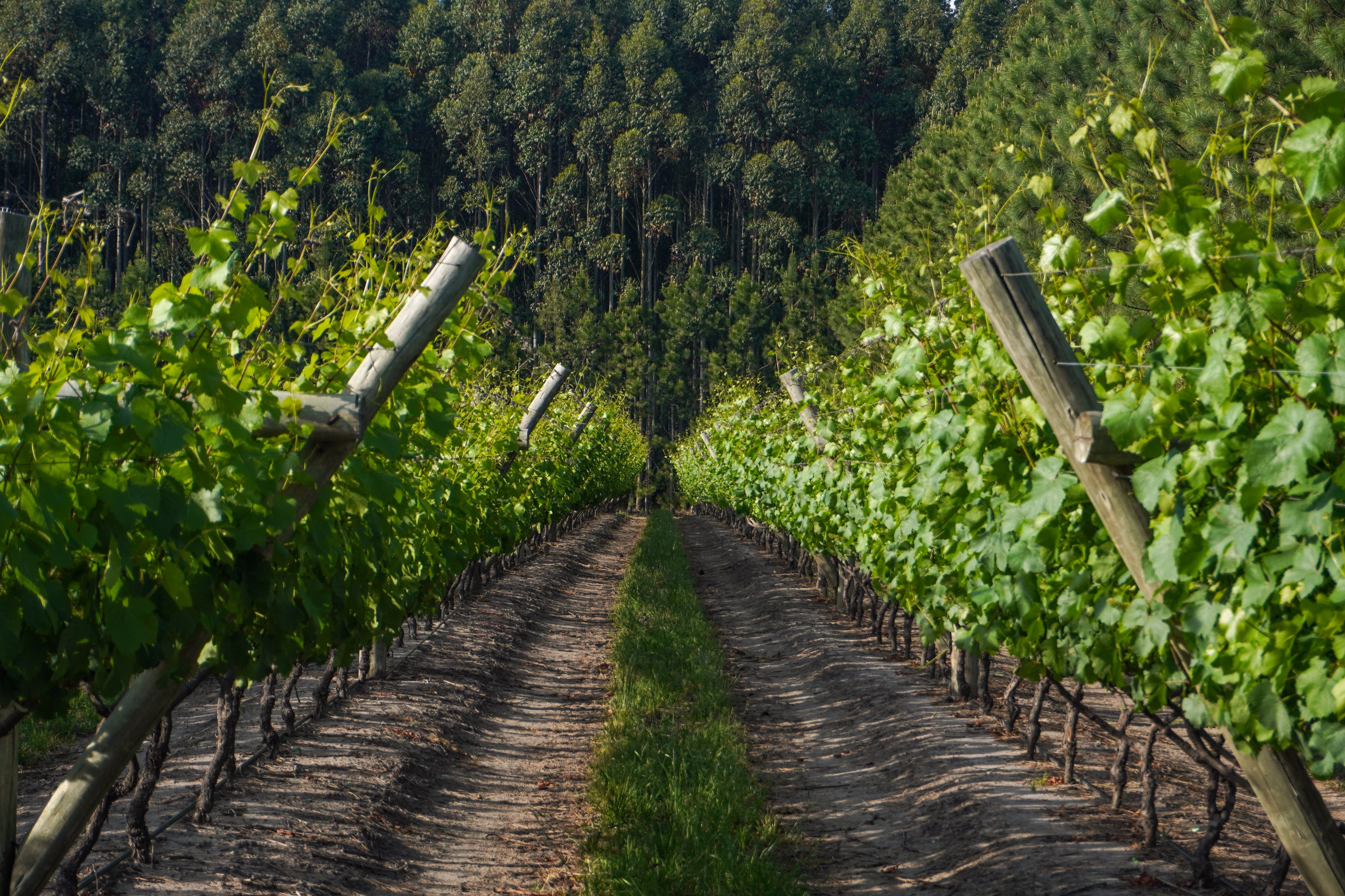 Concordia, destino de verano en Entre Ríos: carnaval, termas, naturaleza y experiencias al aire libre.