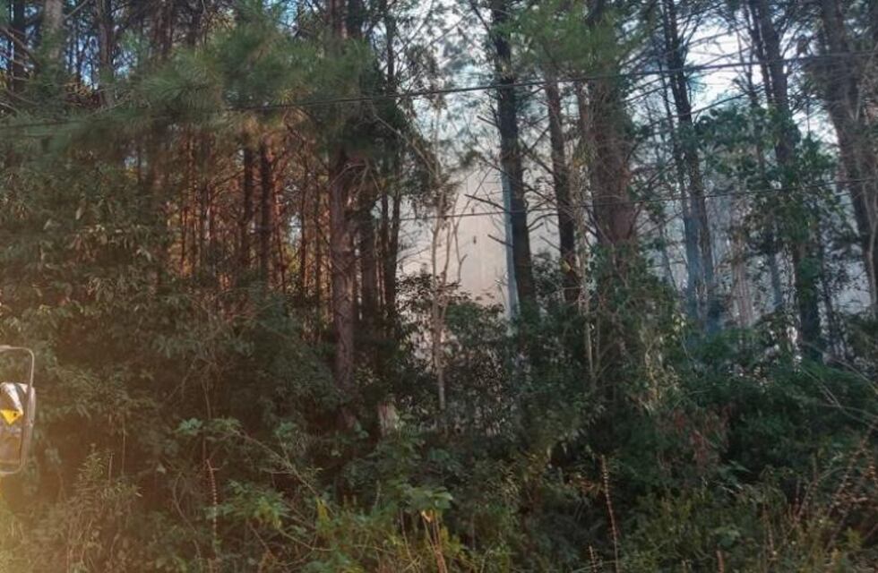 Controlan foco de incendio en un pinar en Eldorado