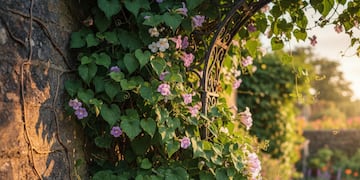 Cuáles son las 3 plantas trepadoras ideales para sembrar en septiembre y que florecen en verano