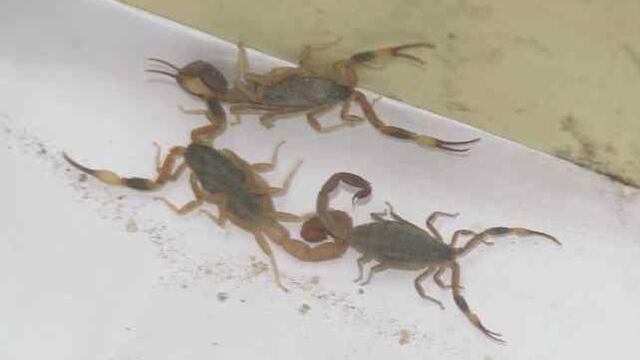 ALACRANES. (Archivo).