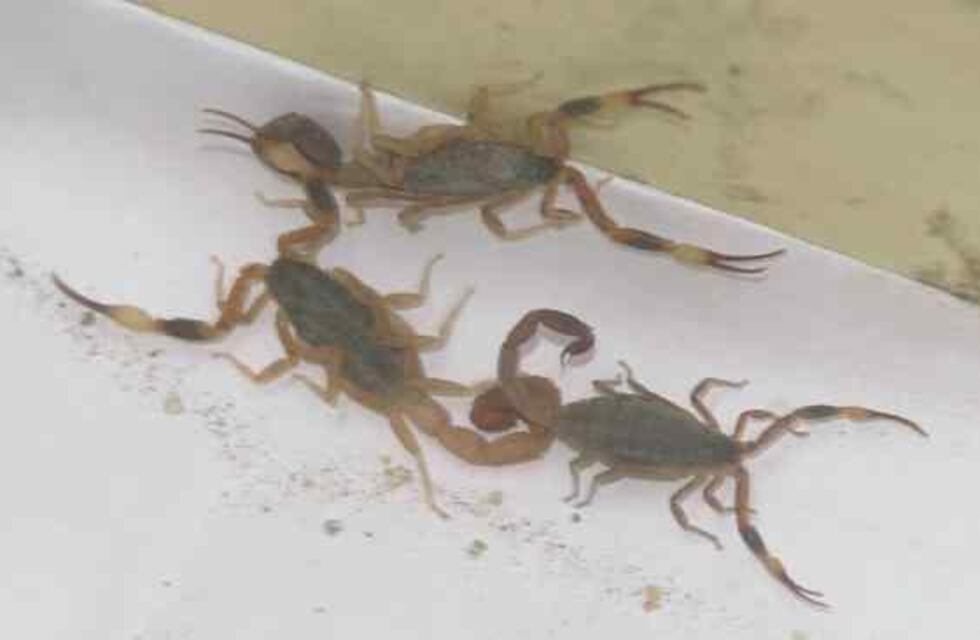 ¿Qué hacer ante la picadura de alacranes?