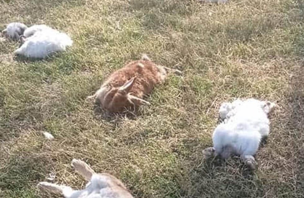 General Roca: 63 animales murieron por el ataque de dos perros