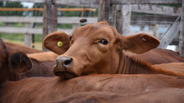 En octubre, el municipio de 25 de Mayo tendrá remates ganaderos.