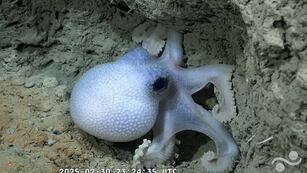 Imágenes de la expedición del CONICET en las profundidades del cañón Mar del Plata. (Schmidt Ocean Institute)