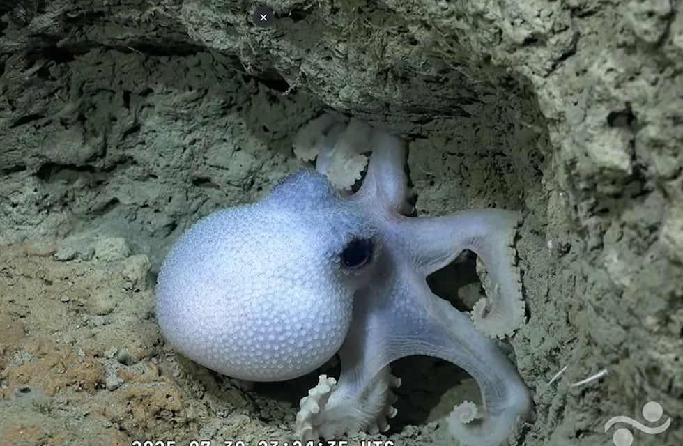 Su papá es uno de los científicos del CONICET que estuvo en Mar del Plata y el video de su vuelta a casa es lo más lindo que verás hoy