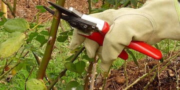 Posponen una capactiación en poda por las bajas temperaturas.